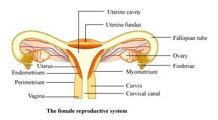 What is the role of the fallopian tubes in female reproduction?