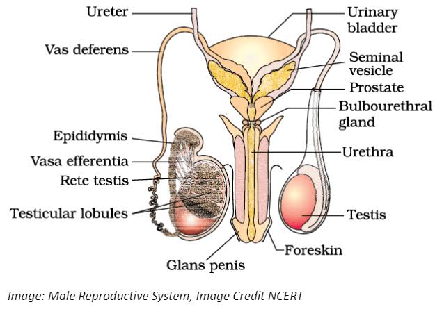 Describe the structure and function of the male reproductive system.