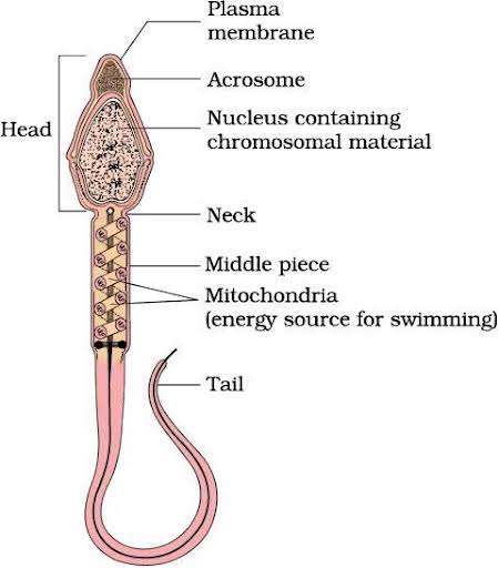 Describe the structure of a mature sperm.